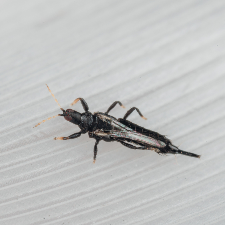 What-are-thunderbugs-and-how-to-get-rid-of-them whatarethunderbugsandhowtogetridofthem