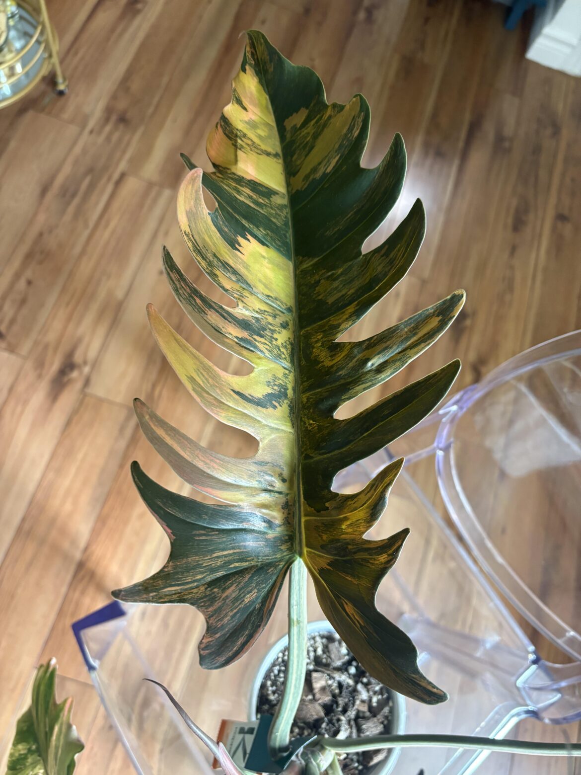 Newest Caramel Marble Leaf
