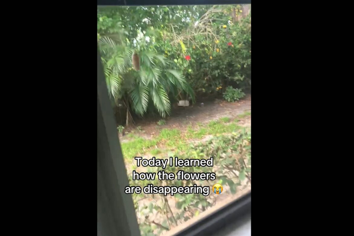 Woman Puzzled As Garden Flowers Keep Vanishing—Catches Culprit Red-Handed Woman Puzzled As Garden Flowers Keep Vanishing—Catches Culprit Red-Handed