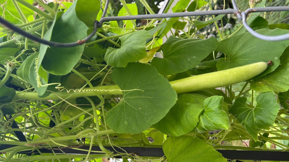 Transform your tiny garden into a lush haven with these creative tips