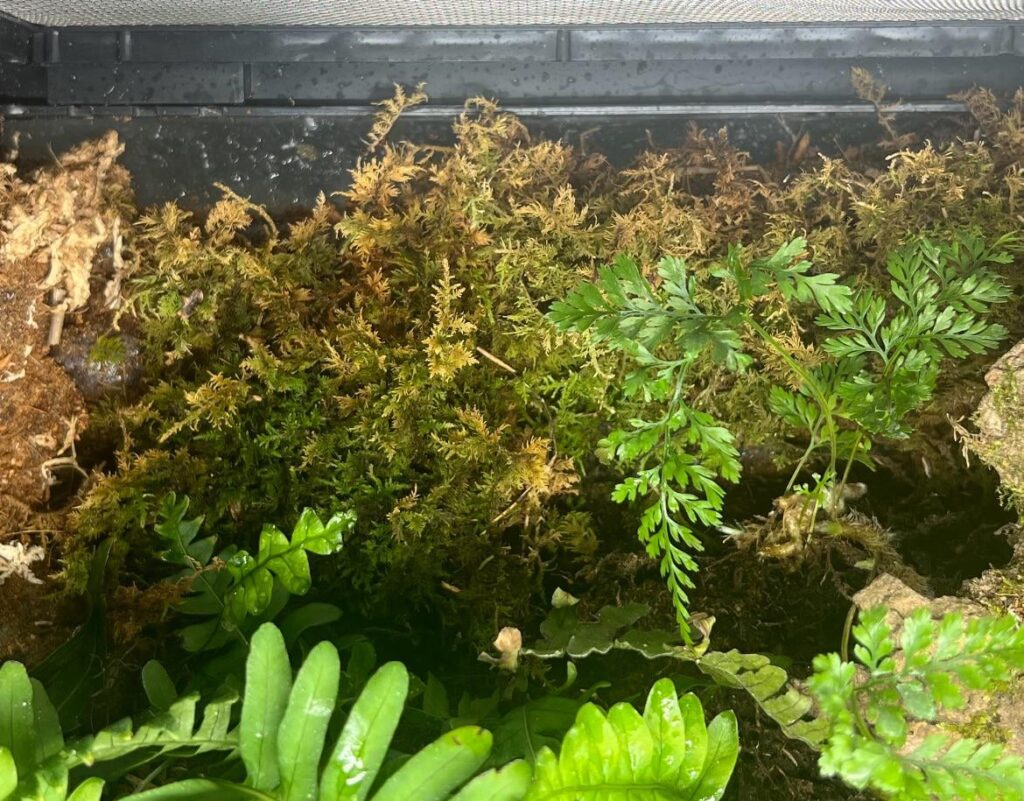 New to vivariums/plants, why is my moss browning?