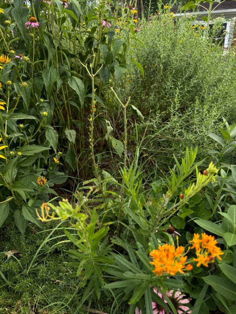 The locals enjoying my milkweed. Swamp Milkweed Beetle.