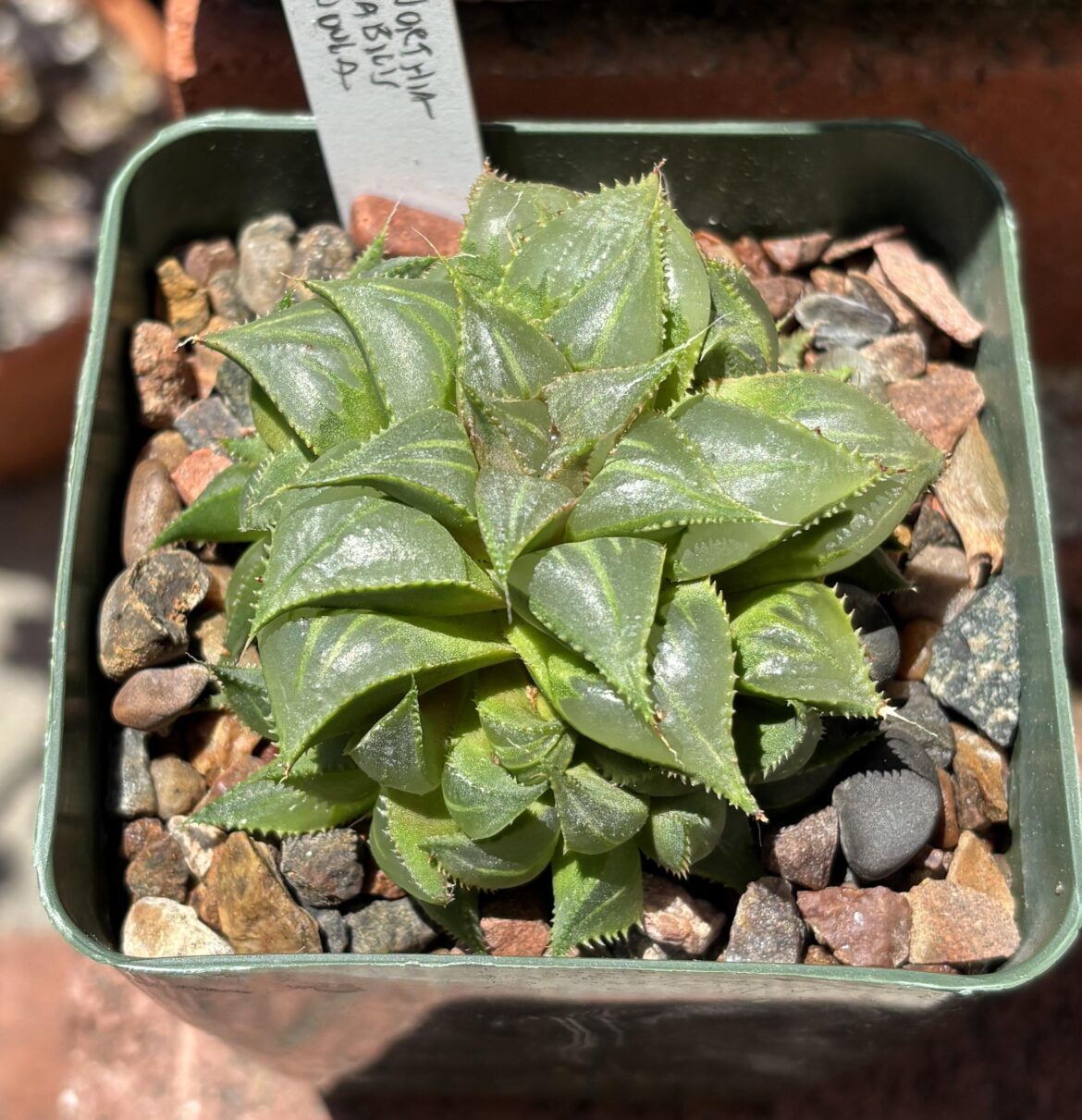 H. mirabilis ‘mundula’. Does anyone know if these only com from Mierkraal or if there are multiple localities?