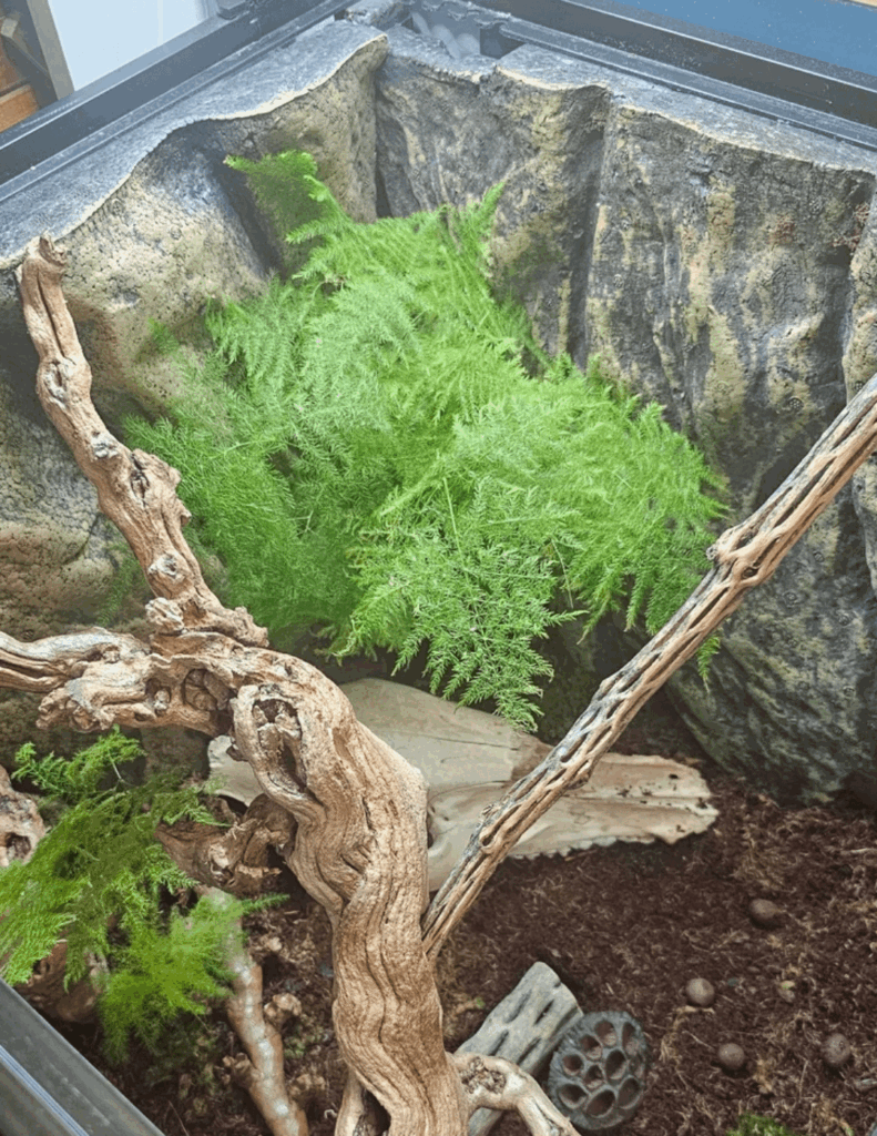 Asparagus fern tips? Asparagus fern tips?