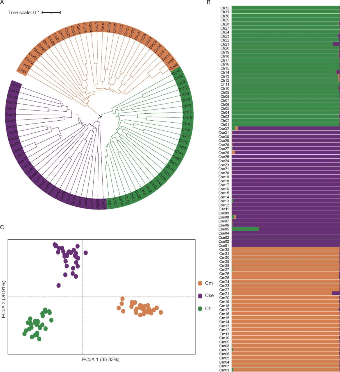 Researchers studied the development and characterization of genome-wide microsatellite molecular markers for Chinese chestnut