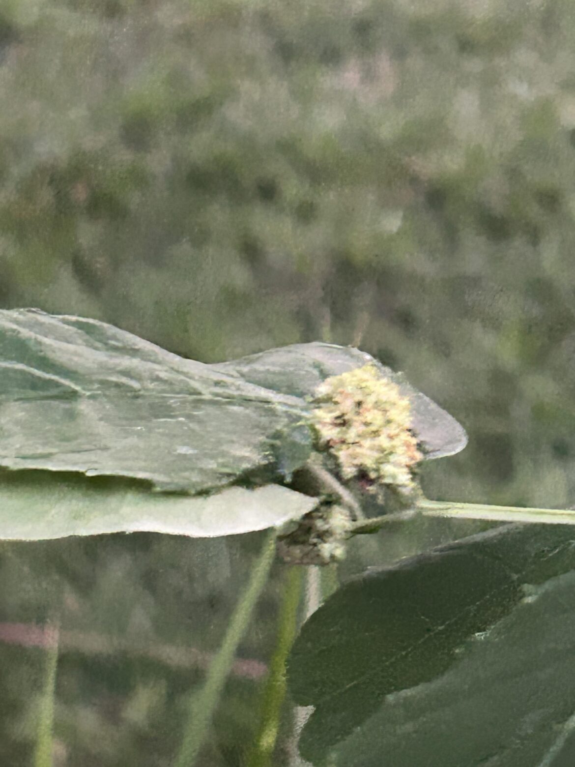 Strange spongy like thing growing on my pecan tree leaves.