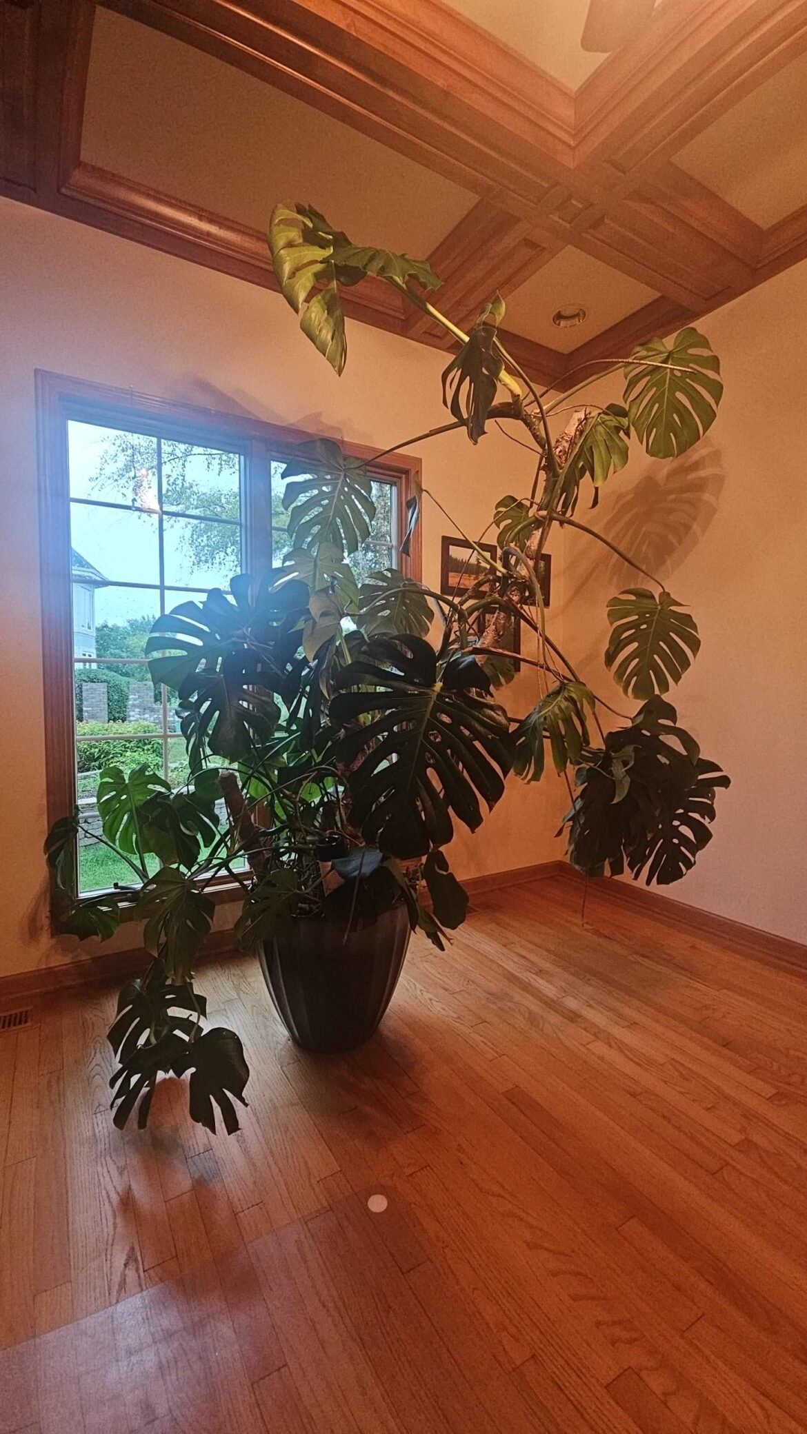 Meet Sully my massive monstrous monstera