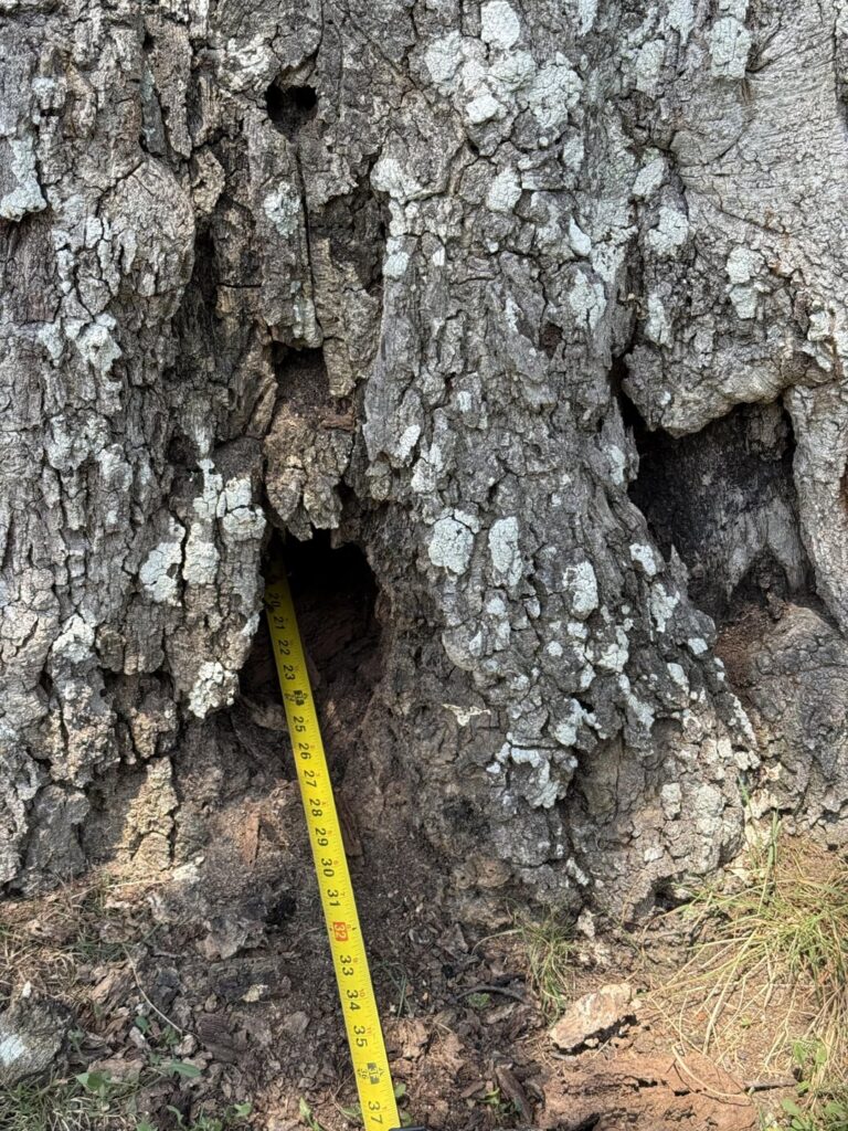 Should I take down this tree?
