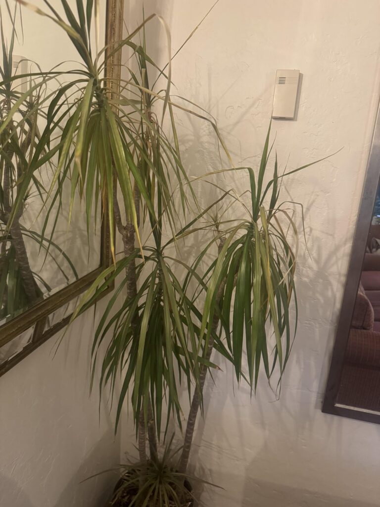 What is wrong wit my plant???