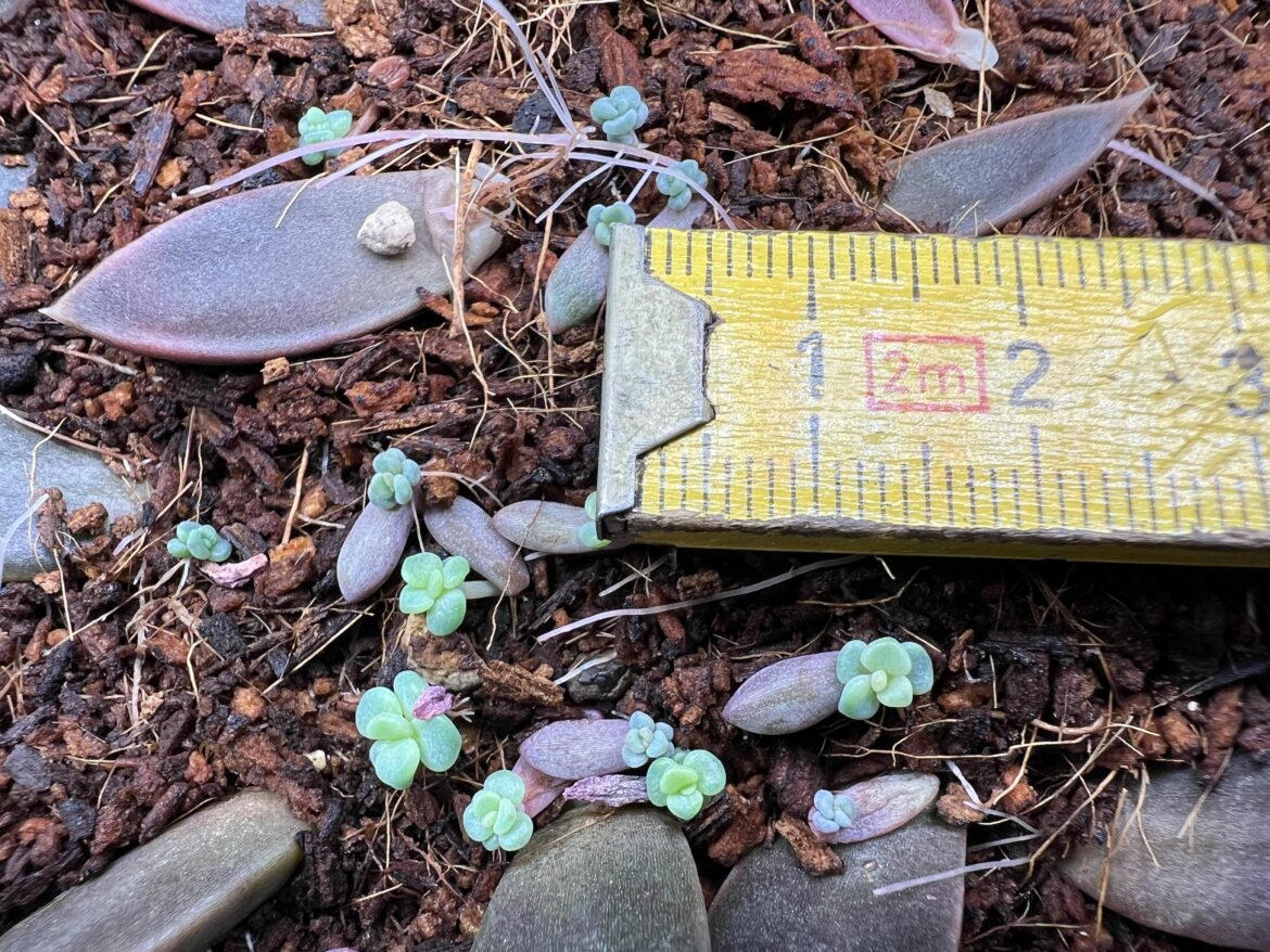 Echeveria amoena propagation