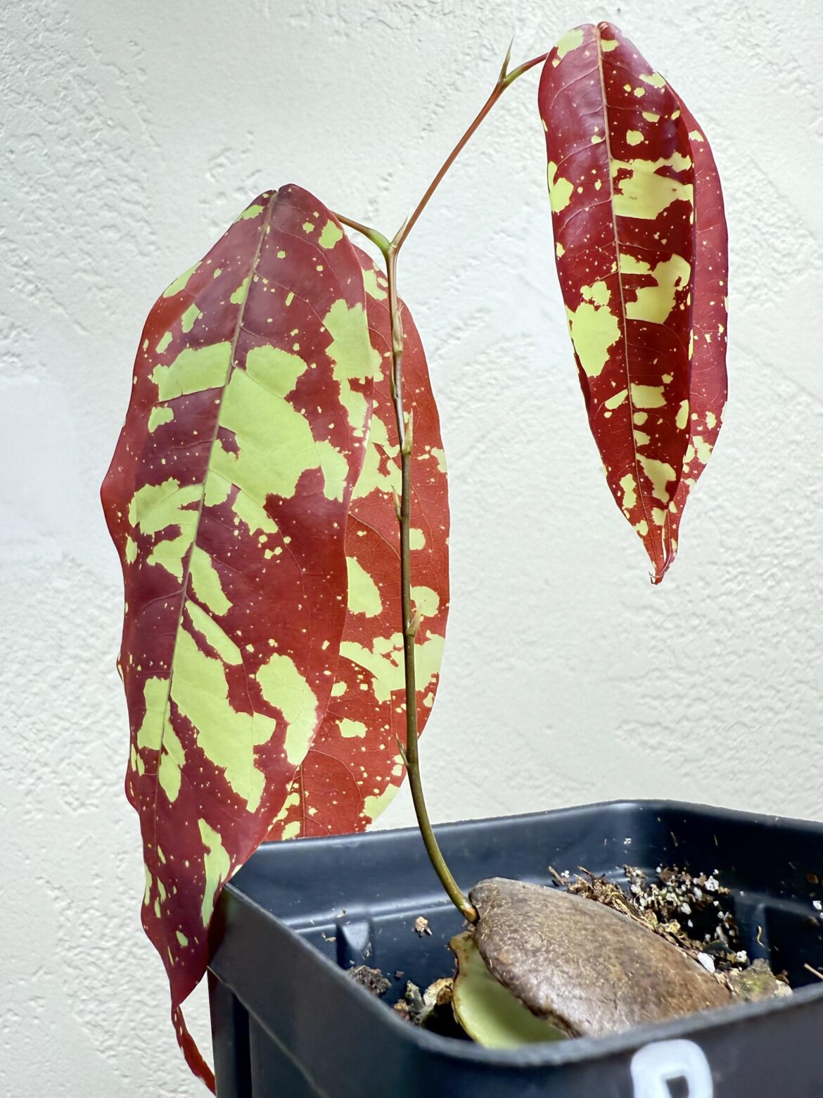 My Browneopsis ucayalina unfurling its first leaves!