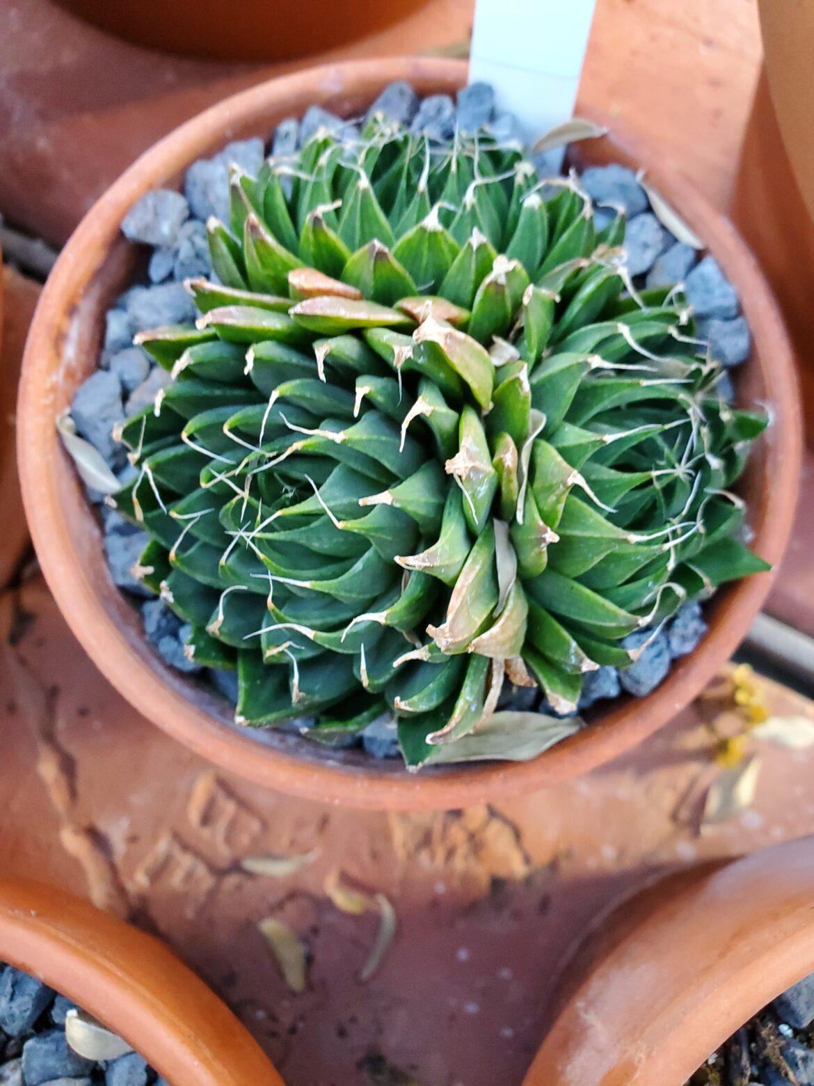 Haworthia mucronata university specimen
