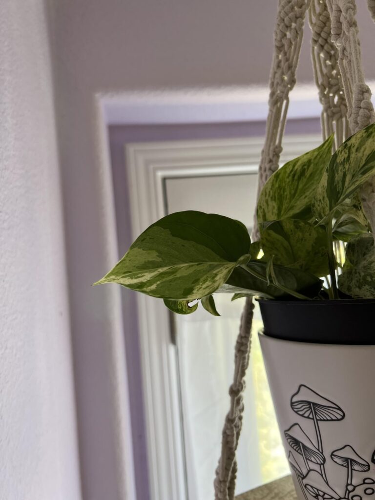 Is my Marble Queen a hybrid?