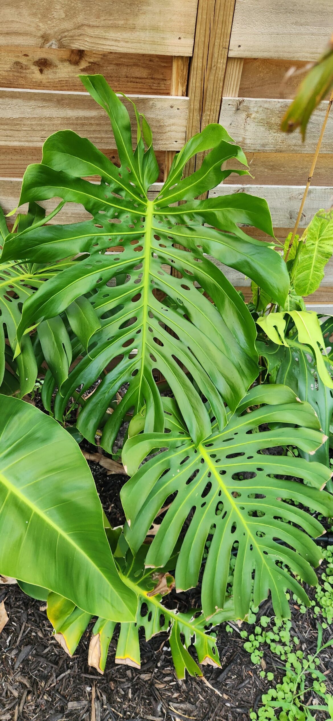 Just wanted to share my biggest leaf yet