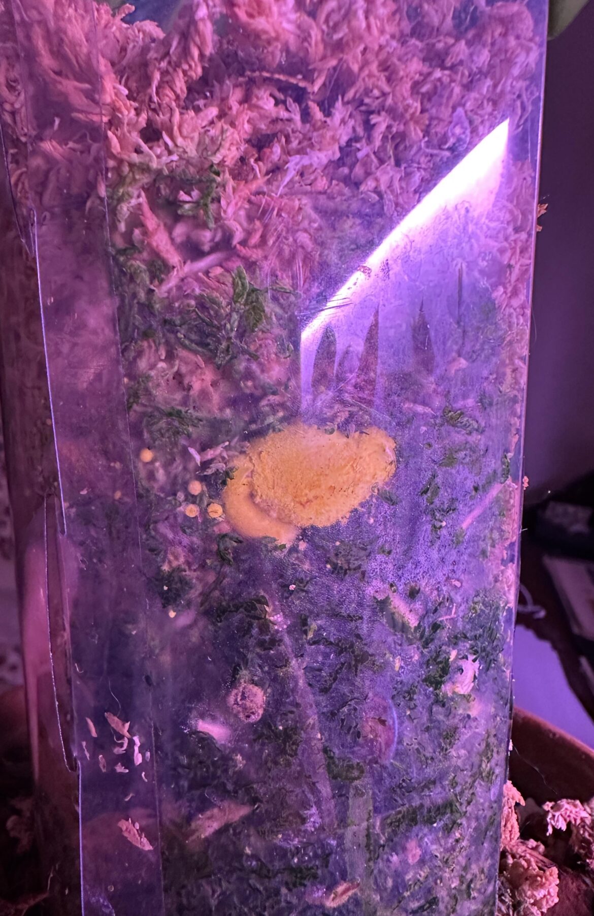 Slime mold growing in monstera moss pole Slime mold growing in monstera moss pole