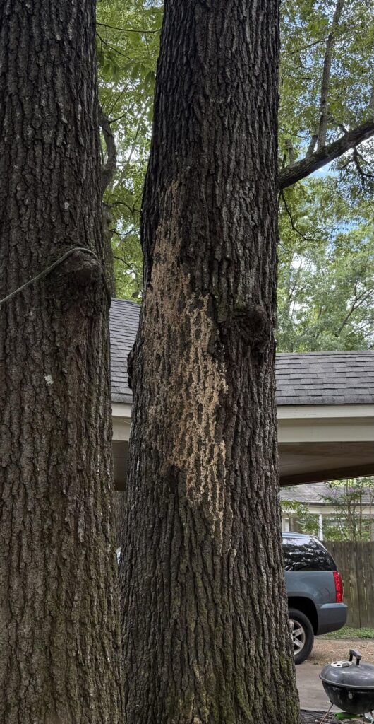 What’s going on with this tree at my mom’s house