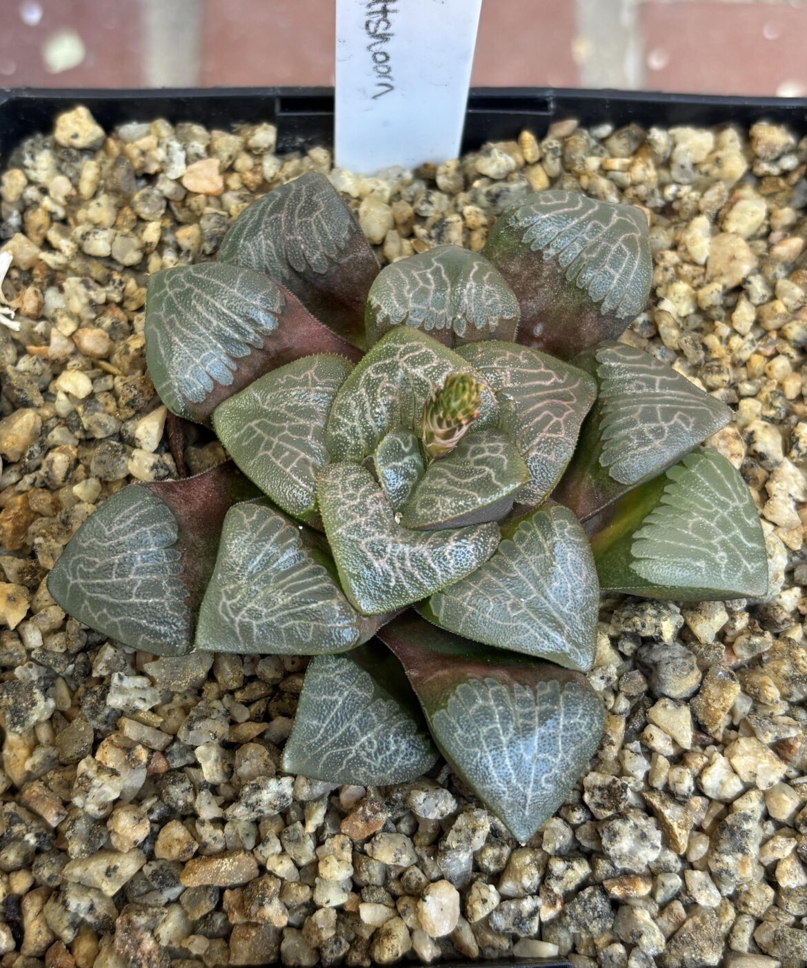 H. bayeri from the fall 2024 HL offering