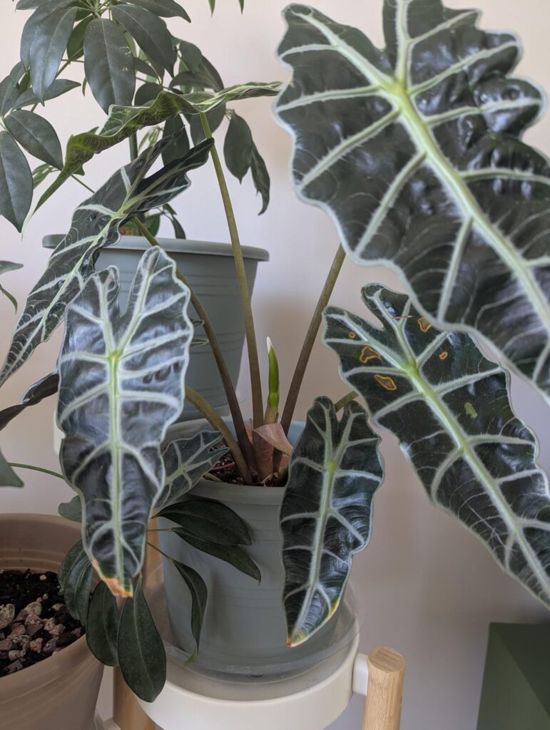 My Alocasia is blooming! My Alocasia is blooming!