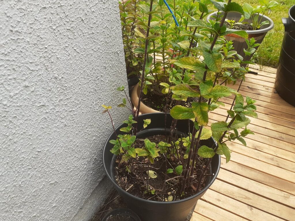Mint dying off, any insights?