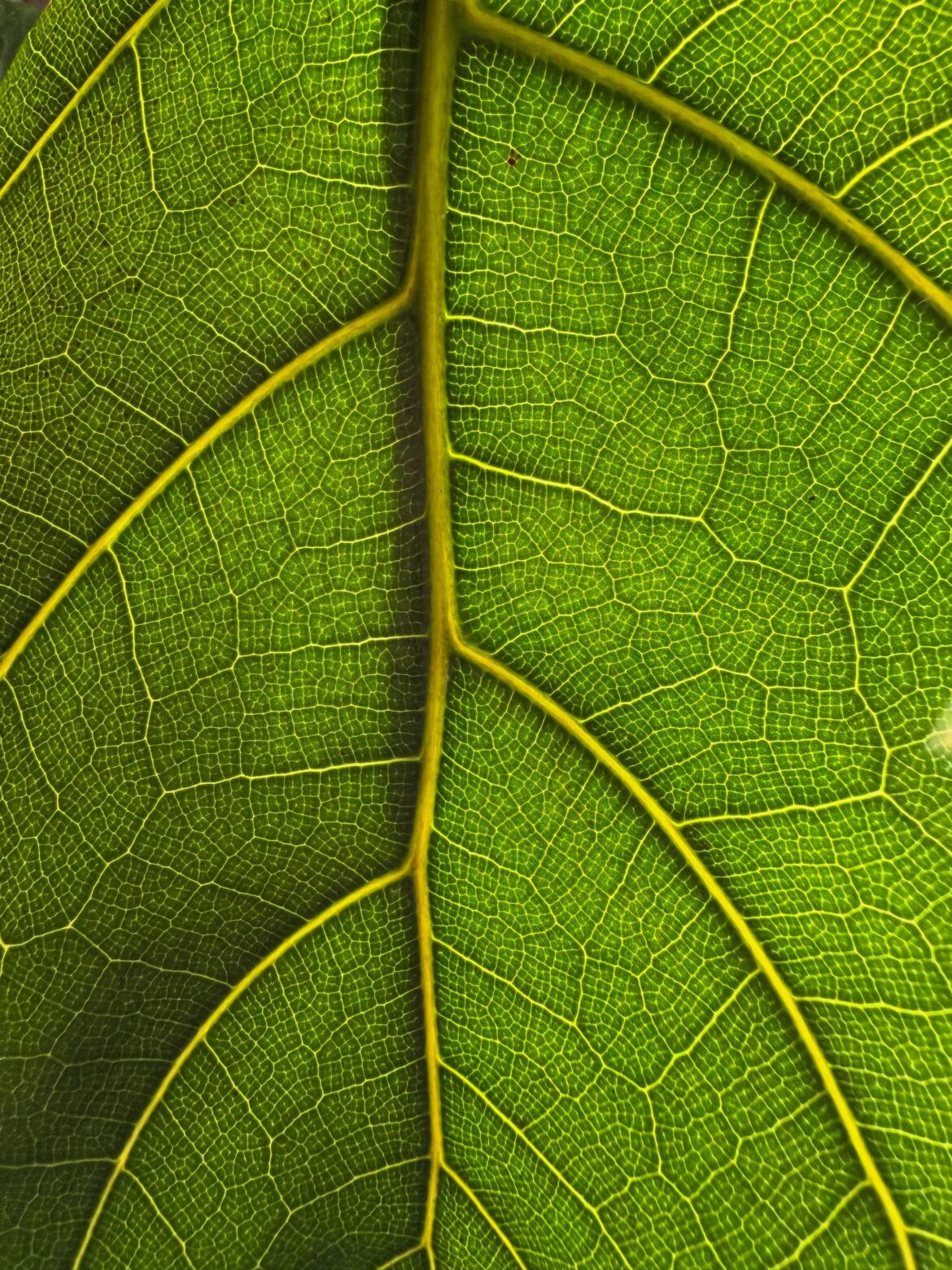 Caught the underside of my fiddle leaf ficus in just the right light.