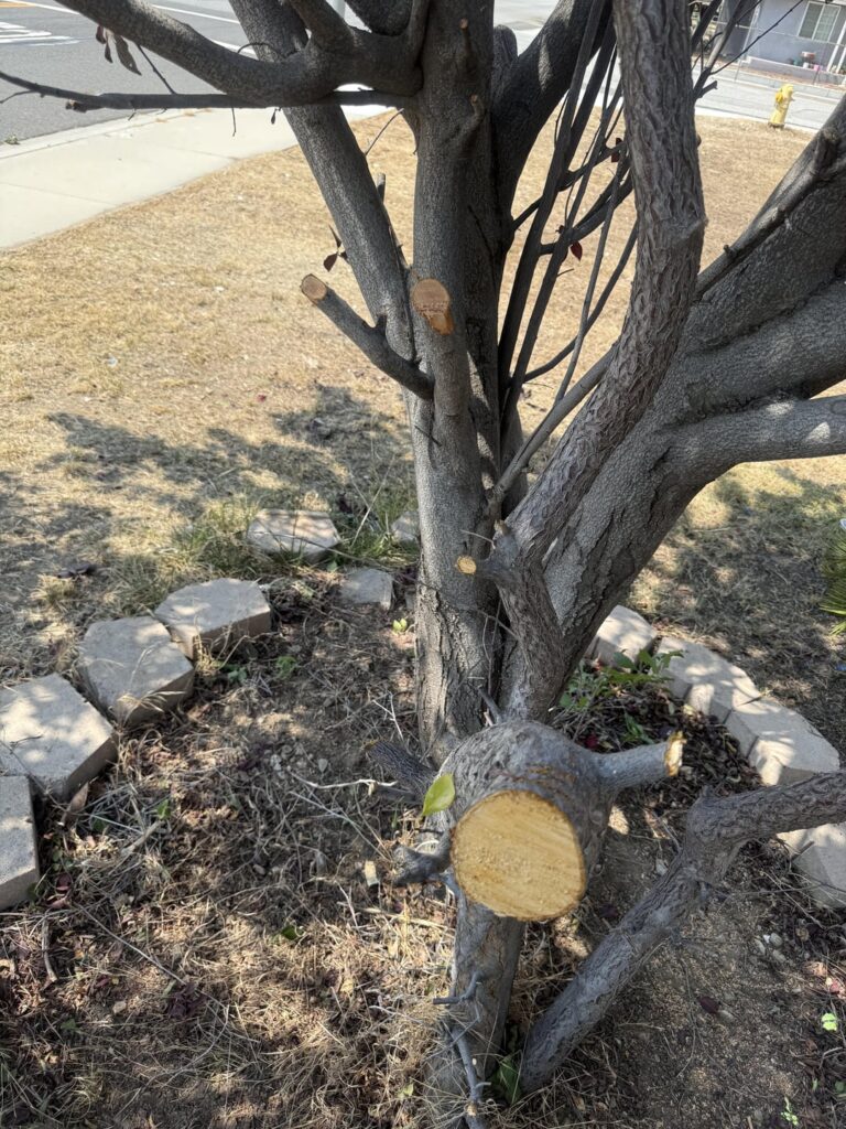 My mom took it upon herself to hire people to do my yard while I was out of the country and this is what they did to my tree. It’s a cherry plum tree and a regular plum tree next to each other.