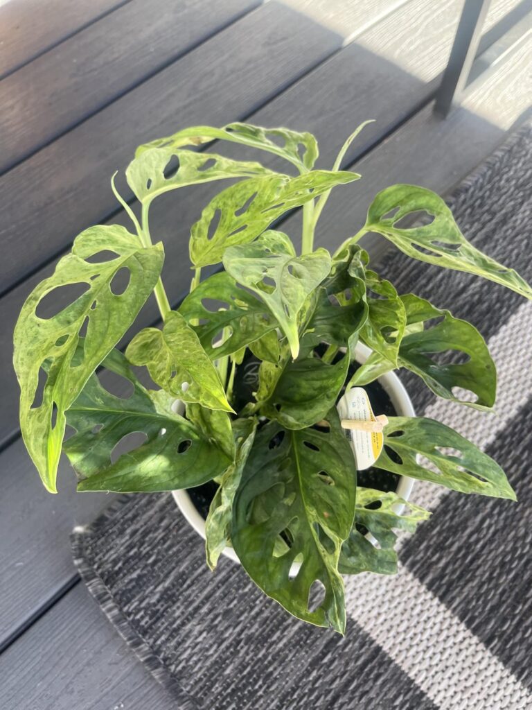 Scored at Home Depot today!! Scored at Home Depot today!!