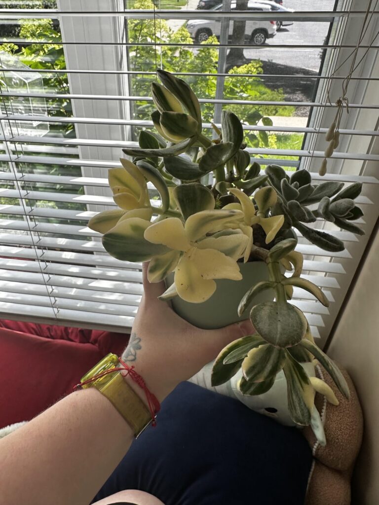 Did not realize this was a jade plant lmfao