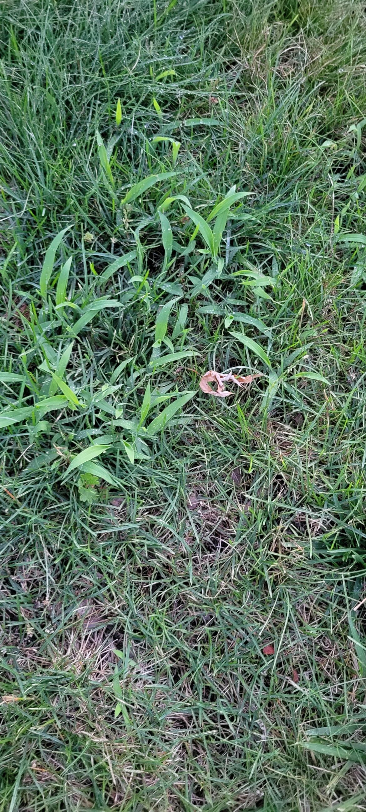Weed killer that kills this, but not the lawn? I am in the Midwest.