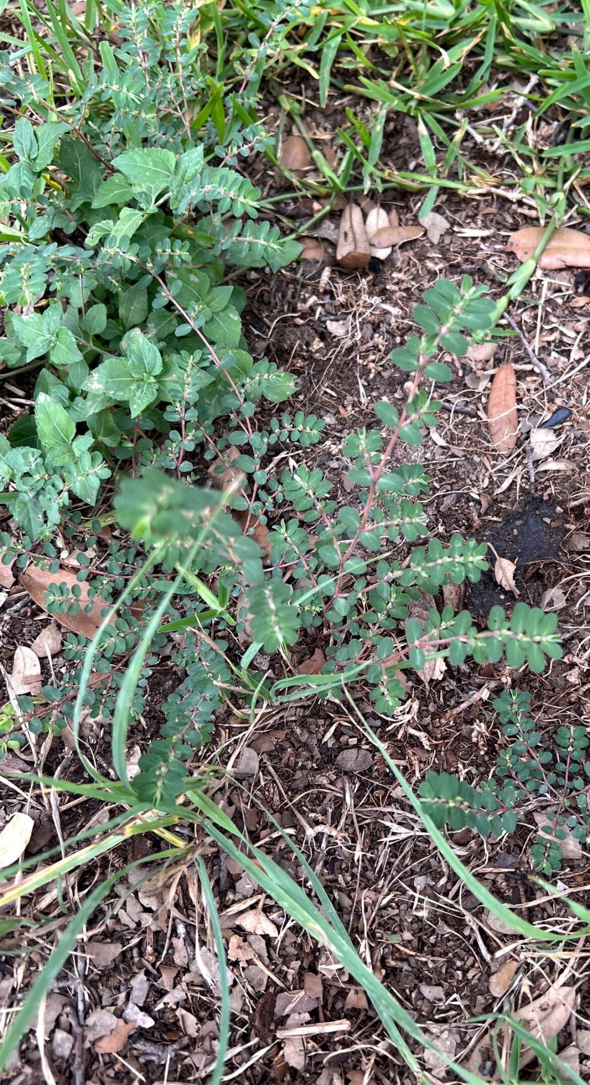 What kind of weed is this? Southern lawn.  I sprayed the yellow spectracide and it worked well , but this one was unscathed.