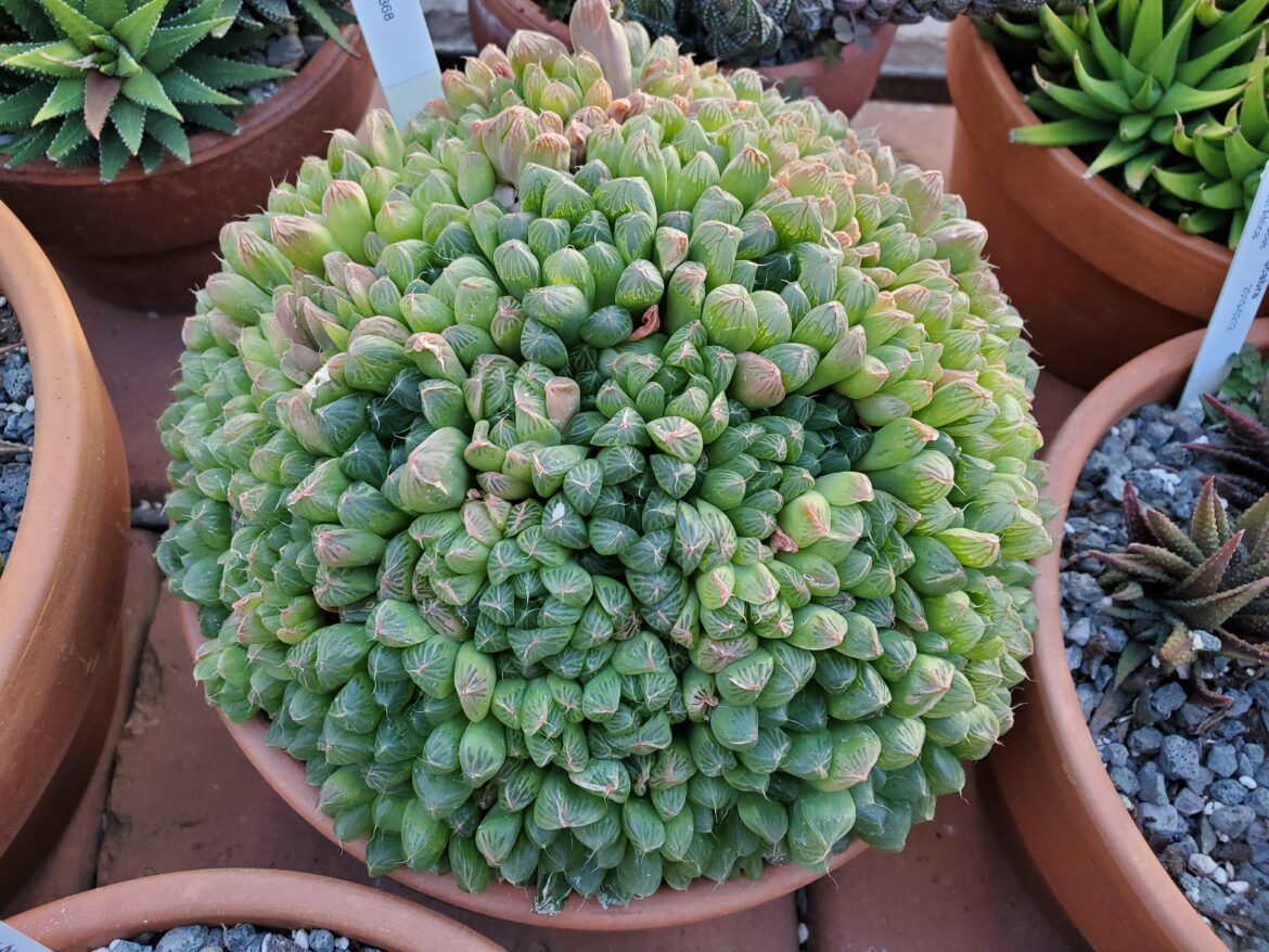 Haworthia cooperi large clump