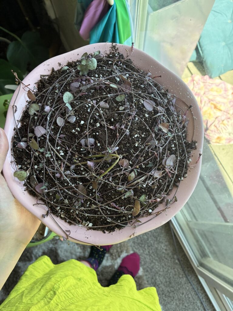 SOH soil propagation