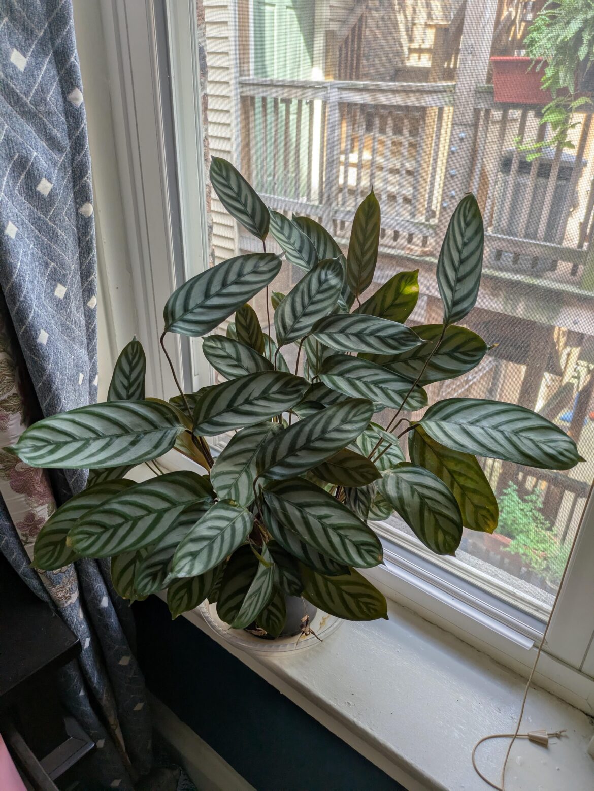 It came back from zero leaves