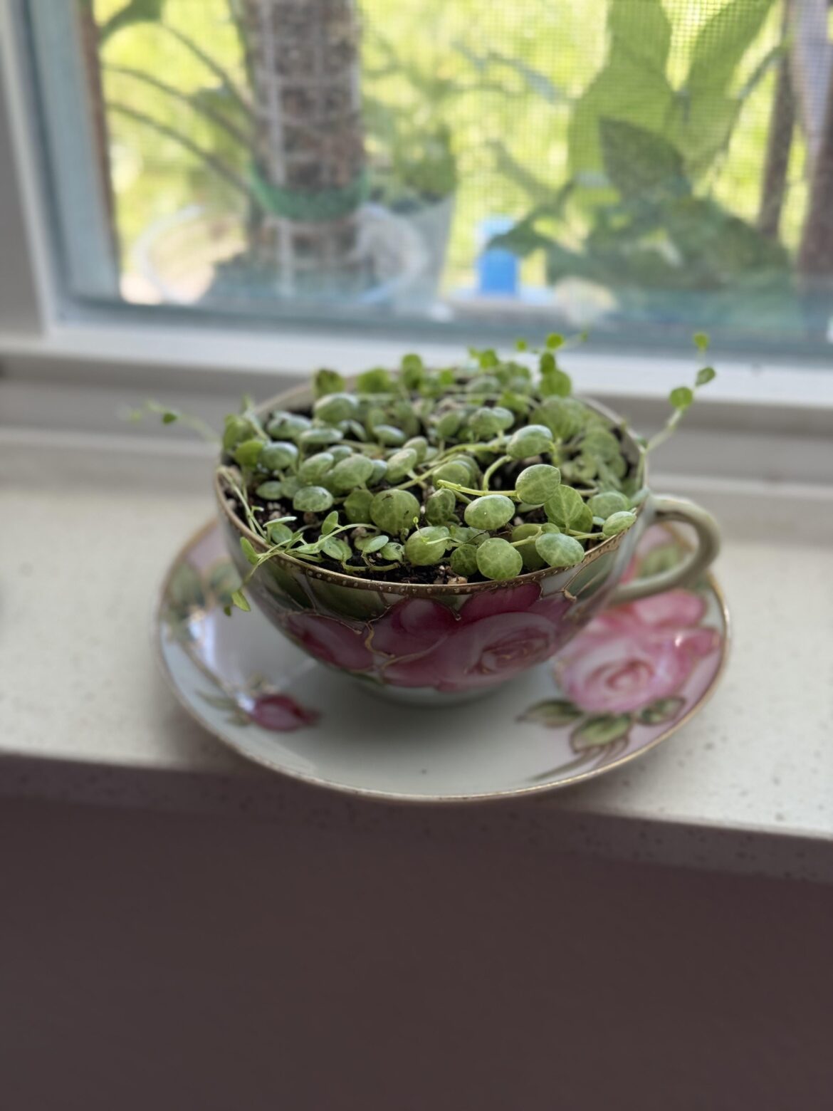 Hopping on the tea cup train 🚂
