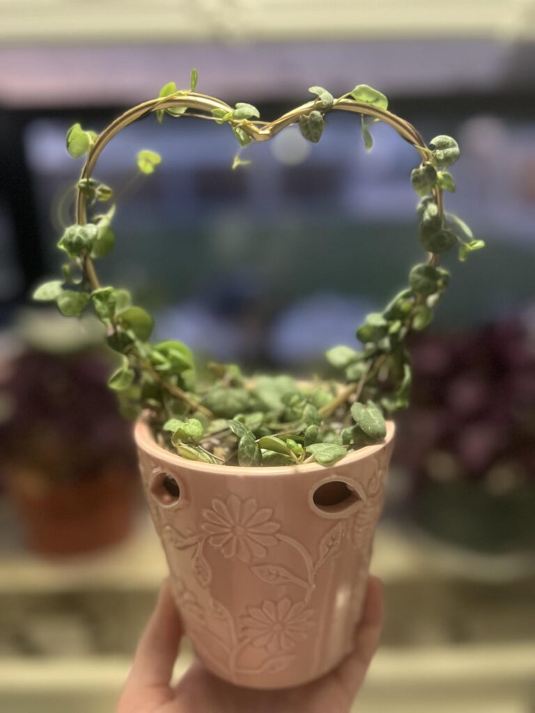 String of hearts on a heart shaped trellis? Iconic. String of hearts on a heart shaped trellis? Iconic.
