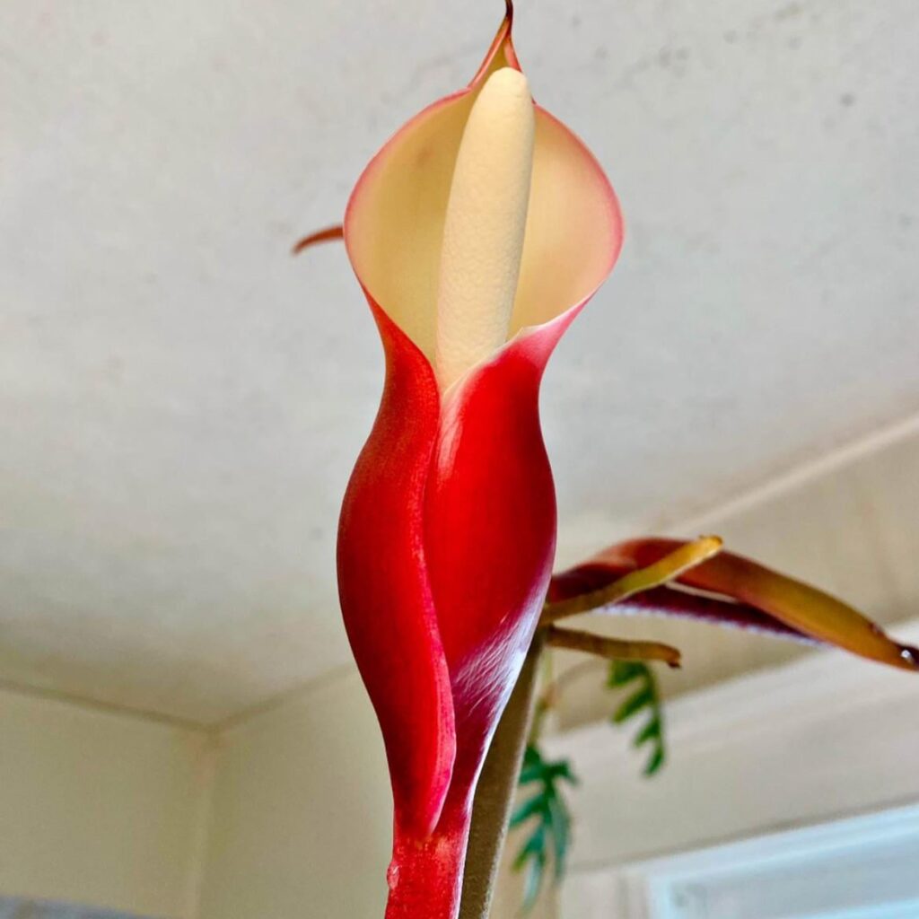 anyone else with a flowering philo?