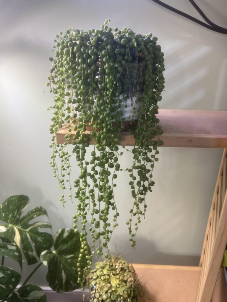 Possibly my favorite plants