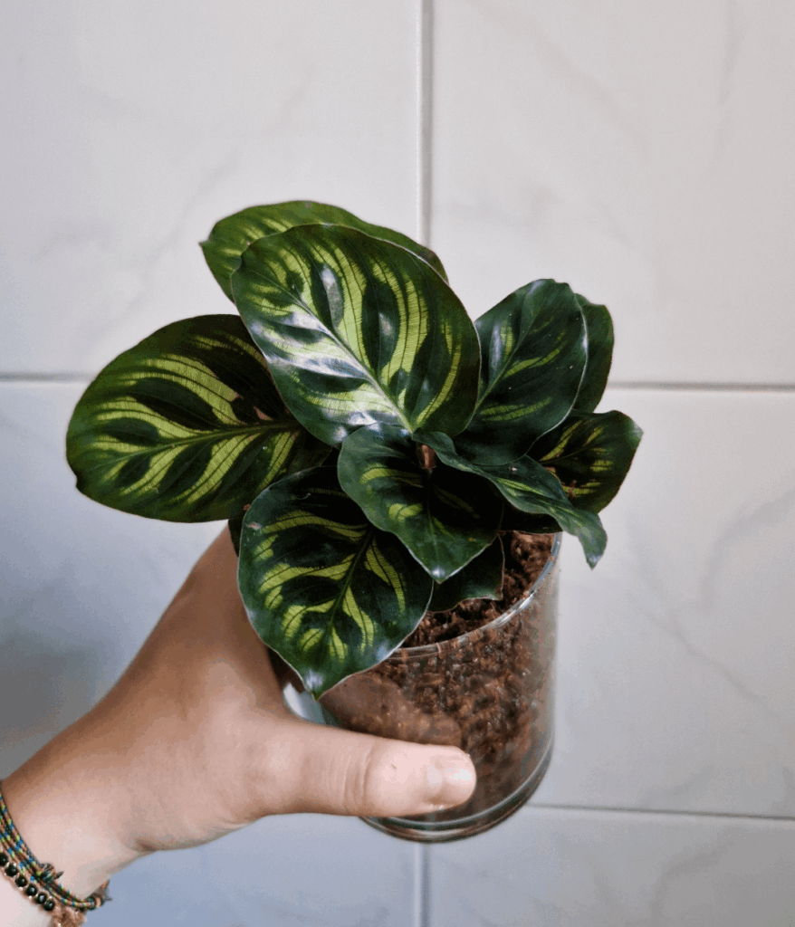 Finally got this plant from my wishlist, I'm already in love