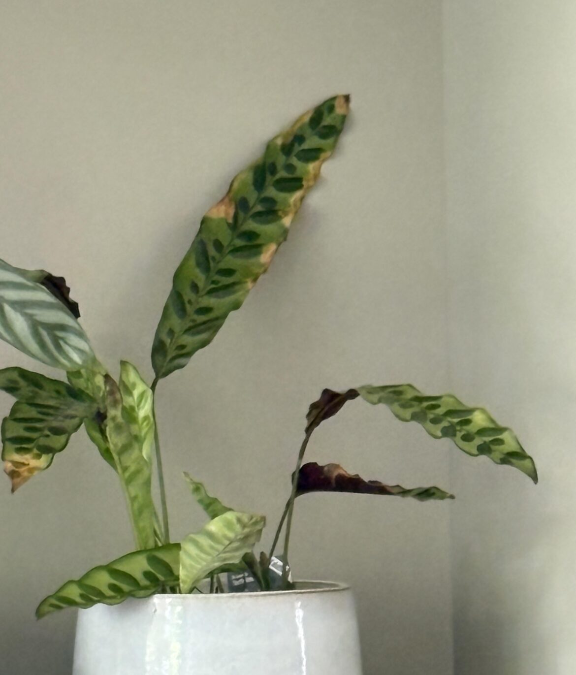 What’s wrong with my poor calathea