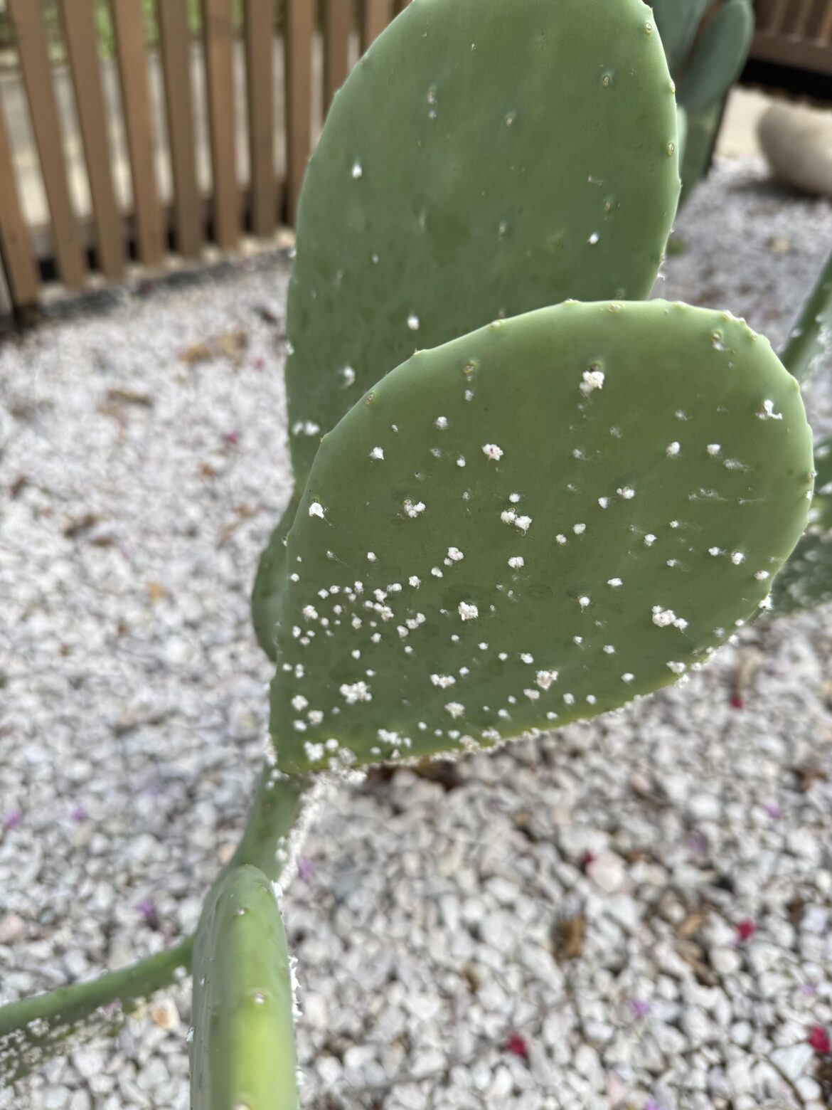 What’s happening to my cacti :(
