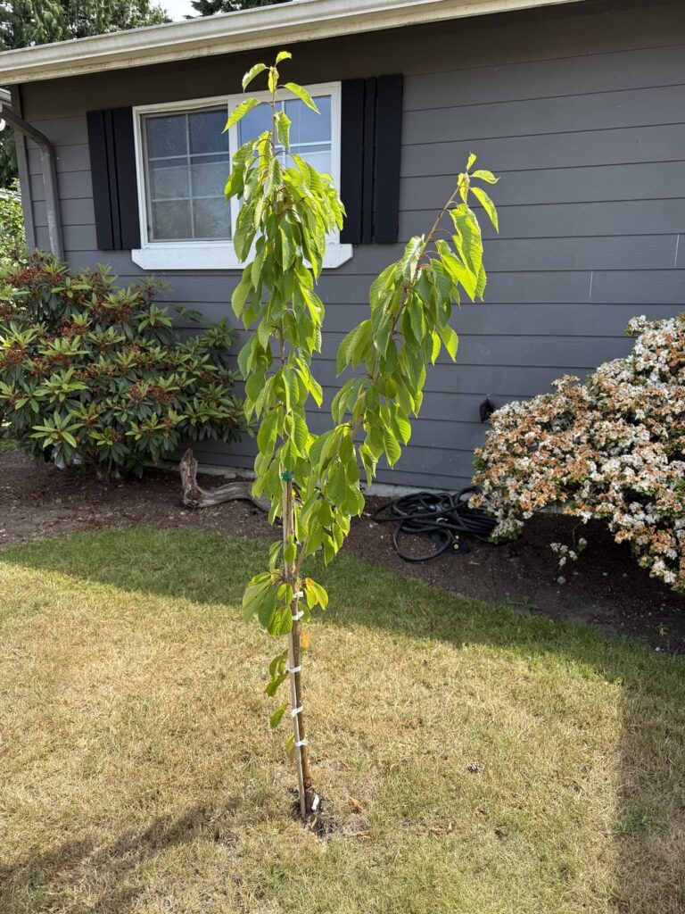 Plant ID: Mystery Cherry Tree