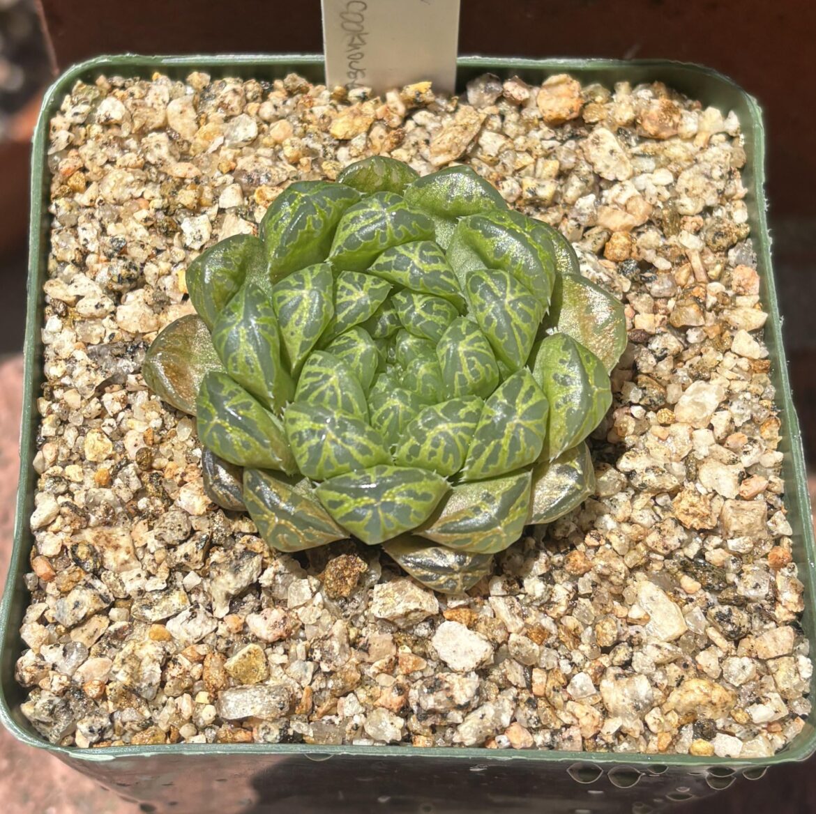 Fresh pot: H. cooperi var dielsiana ’joeyae’ GM 316