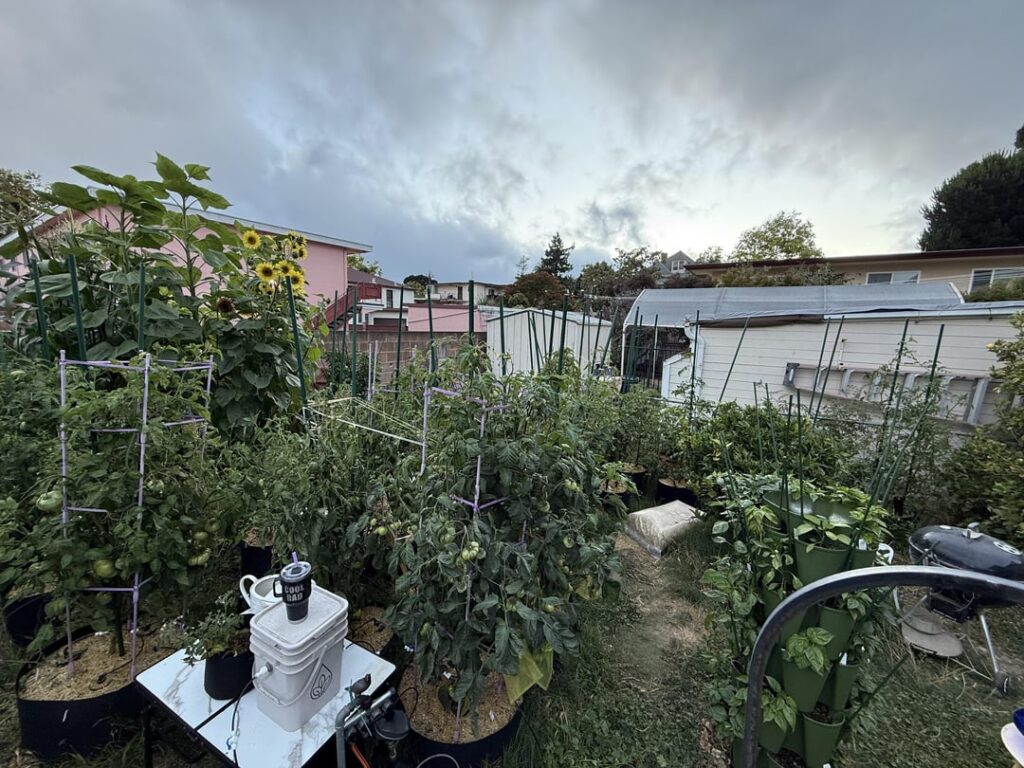 Everything in containers. Just about half time. Ripe stuff trickling off.