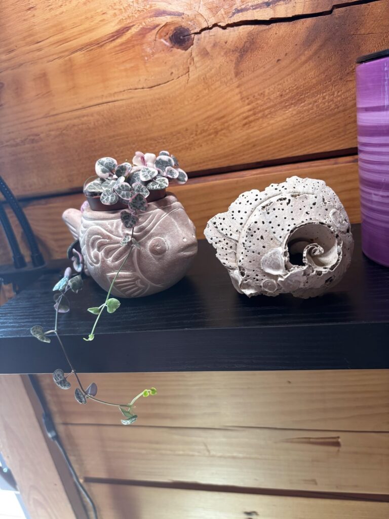variegated soh