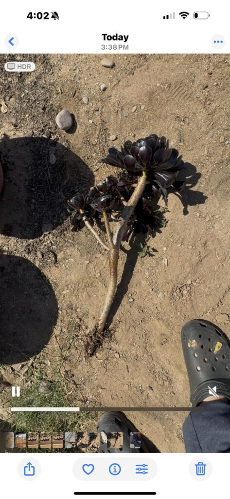 I’m not into plants but does this grow back some guy yanked my plants and tried to steal from my yard 😅