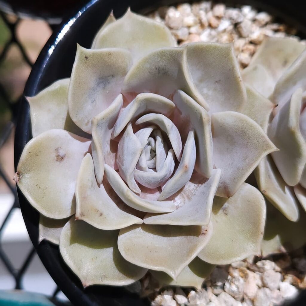 Echeveria lilacina [Echeveria lilacina Kimnach & Moran, 1980]