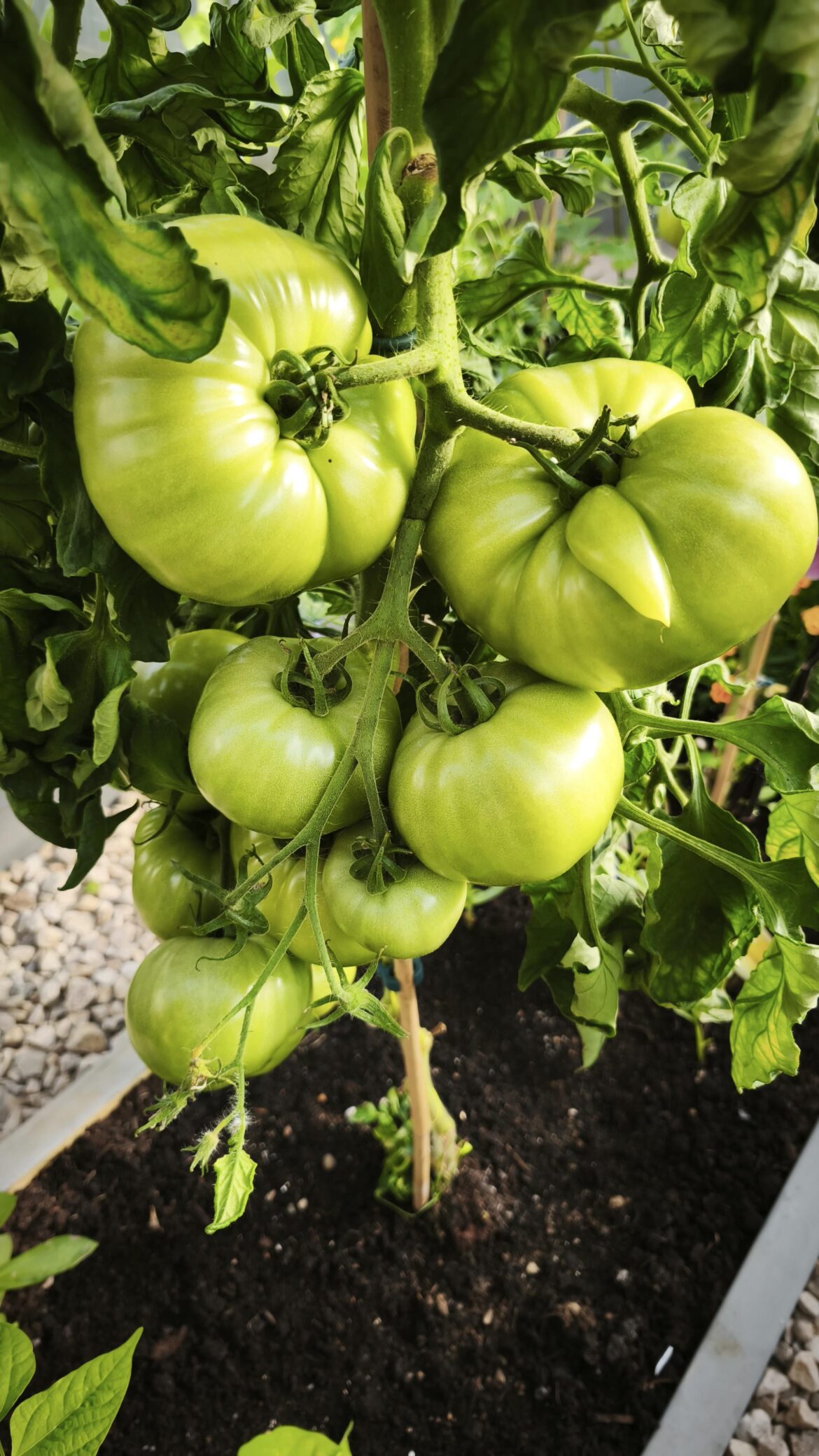 The waiting to ripen is the worst part!!