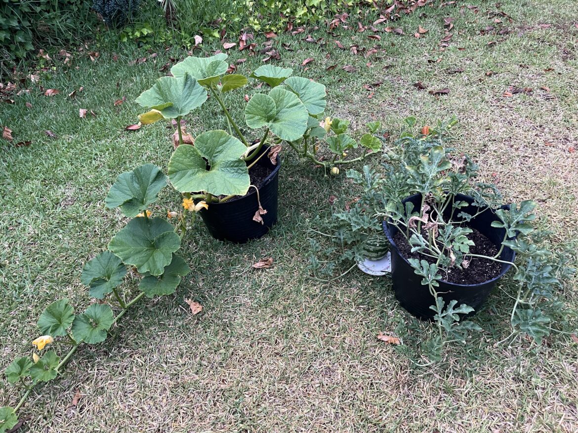 Why have they stopped growing?