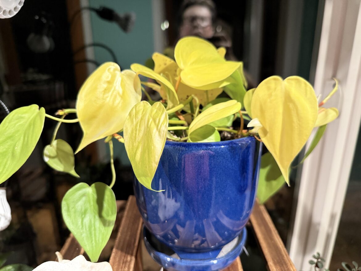 Why so yellow