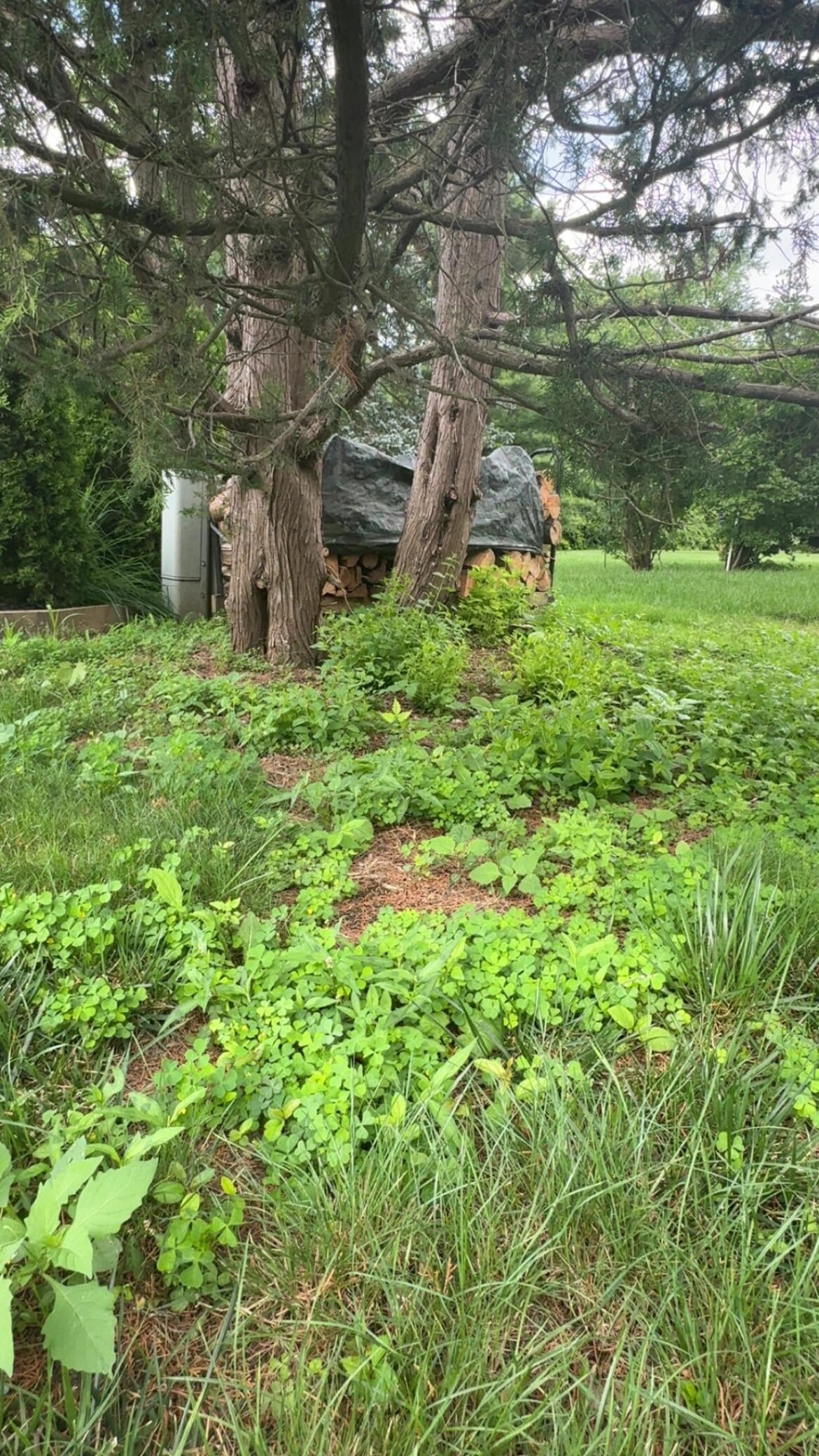 How to treat pesky weeds?