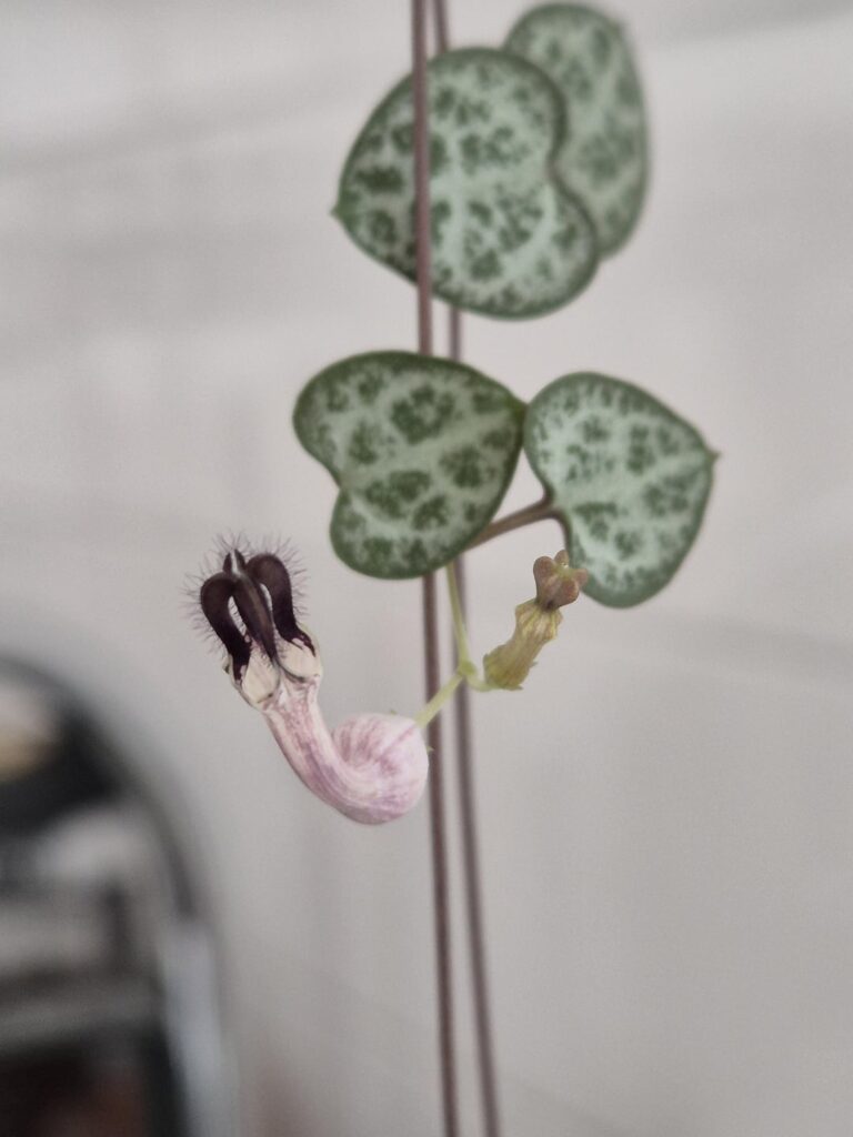 String of hearts flowering. String of hearts flowering.